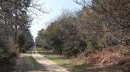 Forêt de la Coubre
